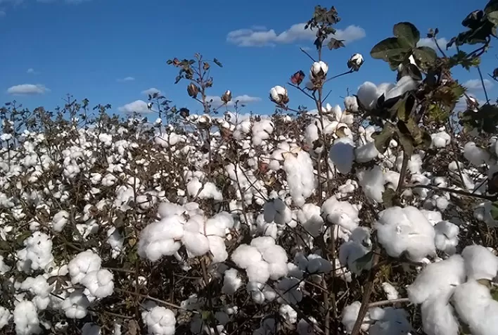 Inseticida desenvolvido no Japão age com eficácia sobre lagartas de difícil controle do algodoeiro
