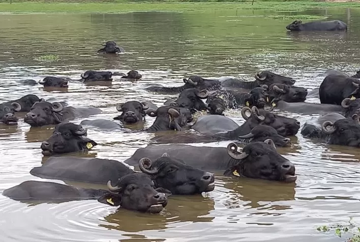 Búfalas de leite da raça Murrah serão tema do Dia de Campo organizado pela Ascribu