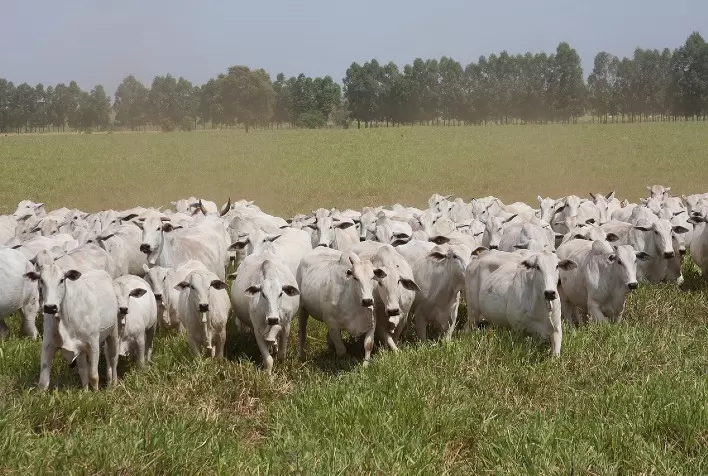 Parasitas tiram o sono (e o lucro) dos pecuaristas, mas a ciência garante eficiência do manejo