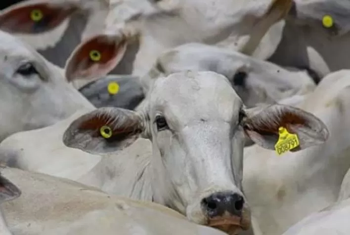 Rastreabilidade de produtos pode contribuir para a abertura de novos mercados para pecuária