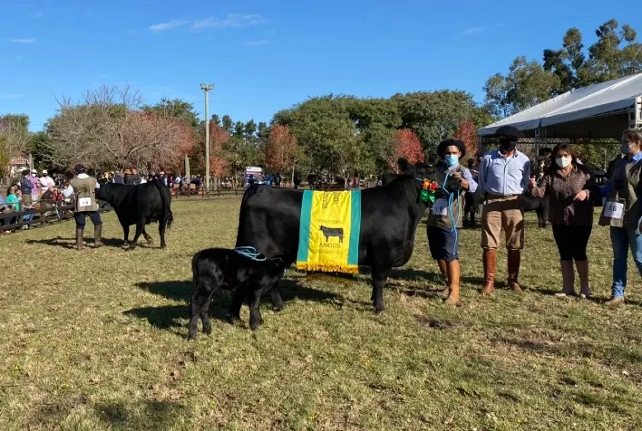 Angus abre inscrições para a Expoutono de Uruguaiana