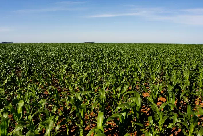 Mato Grosso do Sul plantou menos milho do que em 2021, mas deve produzir mais, aponta Famasul
