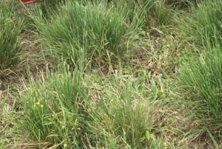 Método de combate ao capim-annoni pode garantir ganho líquido de 139 quilos de peso vivo por hectare