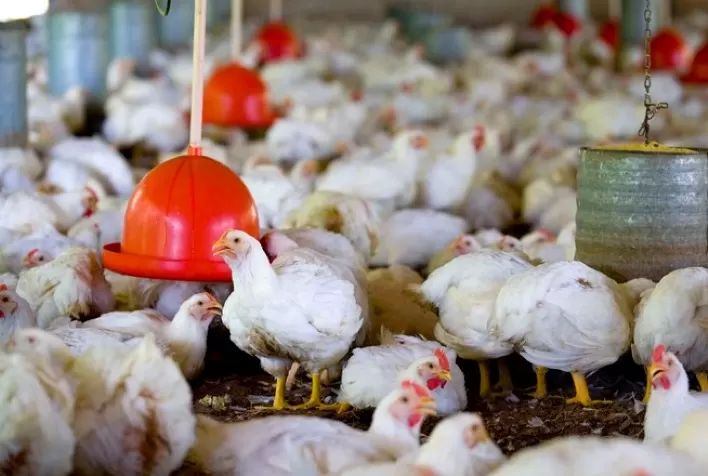 Zoetis lança série de vídeos com especialistas em Avicultura
