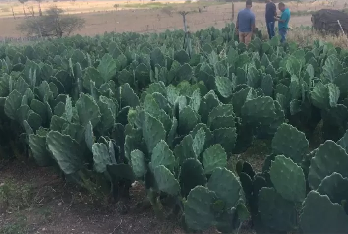 MG: palma aumenta produção de leite em 300% em Campina Verde