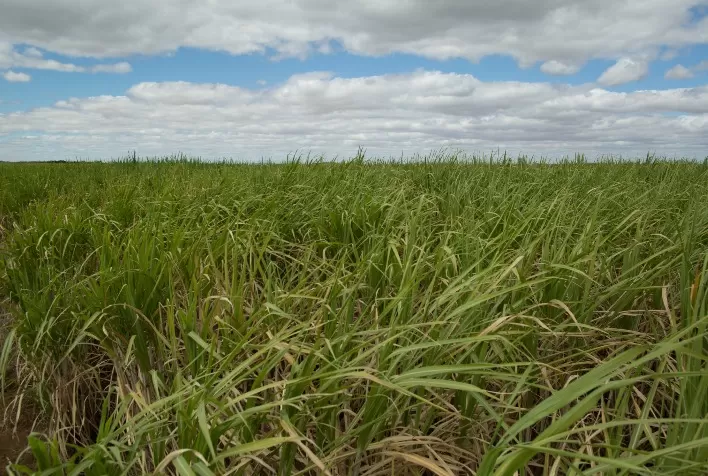 UPL leva biossoluções e linha para proteção vegetal à Agrishow, em Ribeirão Preto (SP)