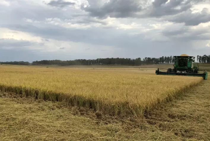 Colheita do arroz está perto de ser concluída