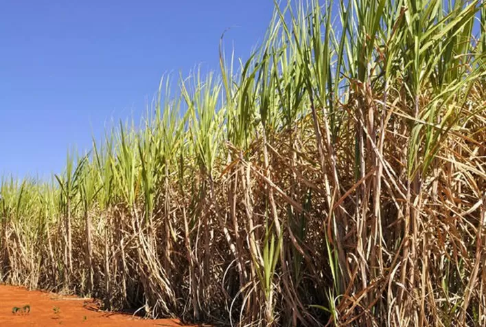 Produção de açúcar deve crescer para 36 milhões de toneladas em 2022/23