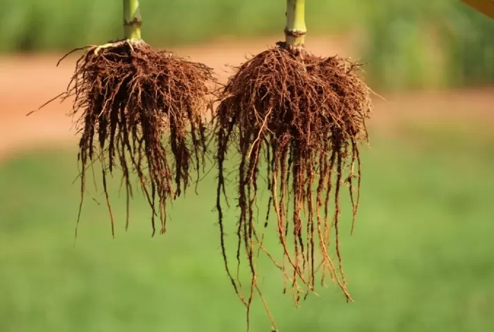 Embrapa destaca diferenciais de bioinsumo a base de Bacillus aryabhattai CMAA 1363 na Agrishow 2022