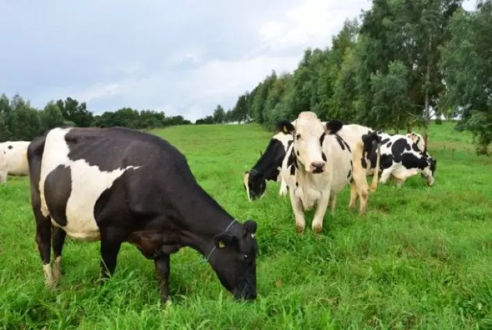 Verminoses causam prejuízo bilionário à pecuária. Gado de leite é o mais suscetível a parasitas