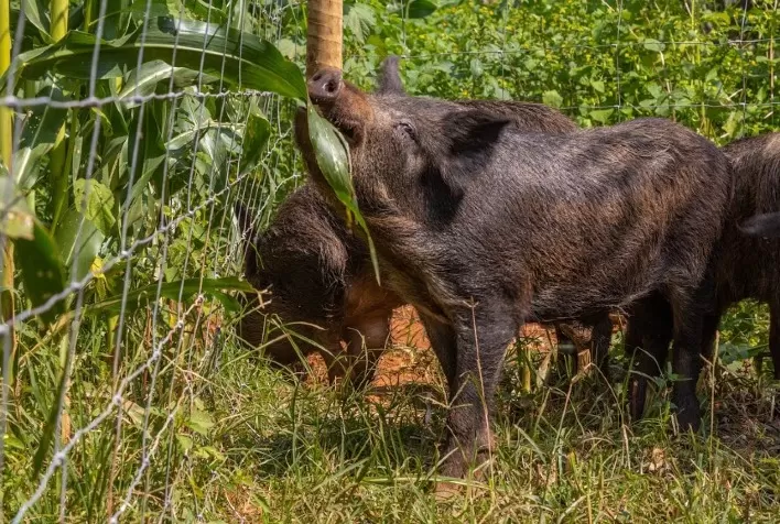 Tecnologias para proteção de patrimônio rural e eletrificação de cercamentos são destaques da Belgo Bekaert na Agrishow 2022