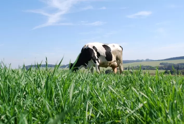 Cultivar de trigo amplia oferta de forragem na Região Sul