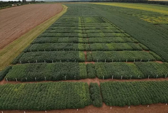 Ensaio de Cultivares em Rede de soja chega ao Mato Grosso
