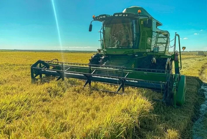 Arroz: Colheita avança e pressiona valores no RS; liquidez é baixa