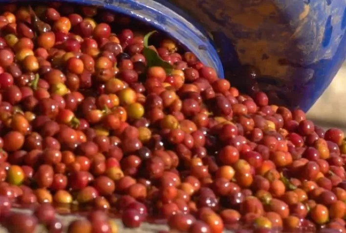 PR: café fermentado atrai produtores interessados em novos aromas e sabores