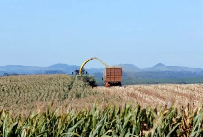 RS: silagem de inverno vira opção para alimento de gado de leite