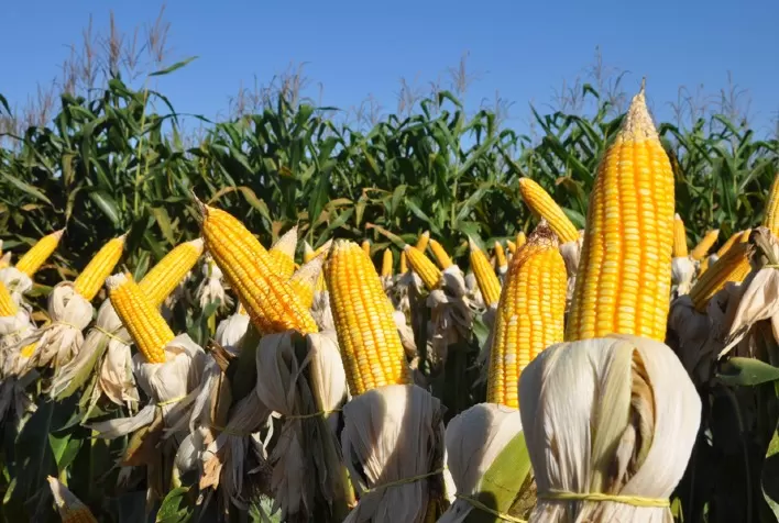 Milho abre a 6ª feira com Bolsas em campo misto