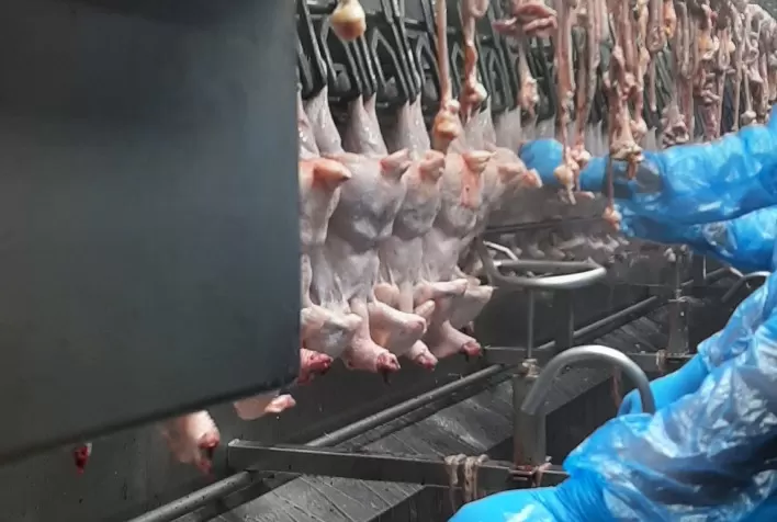 Cobb-Vantress destaca processo de evisceração de aves: principais cuidados para garantir qualidade e reduzir perdas na indústria avícola