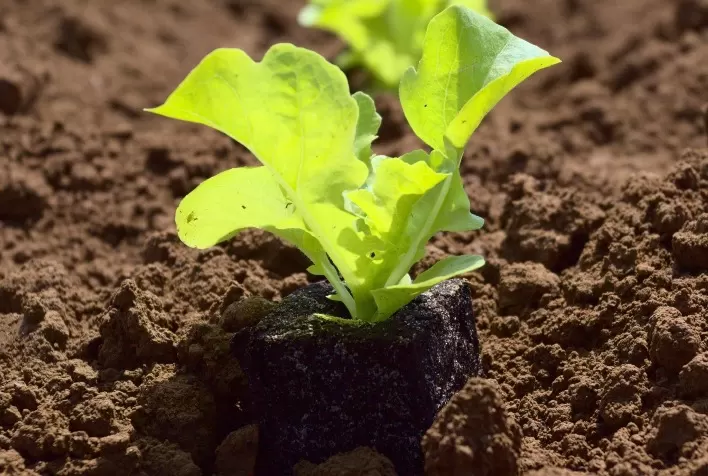 Impactos do prolongamento de chuvas nos cultivos de hortaliças podem ser amenizados