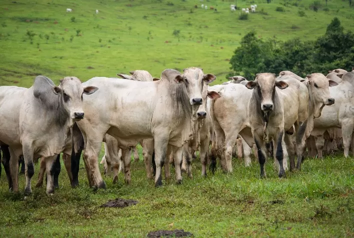 Custos de produção da pecuária de corte em Mato Grosso aumentam mais de 11%
