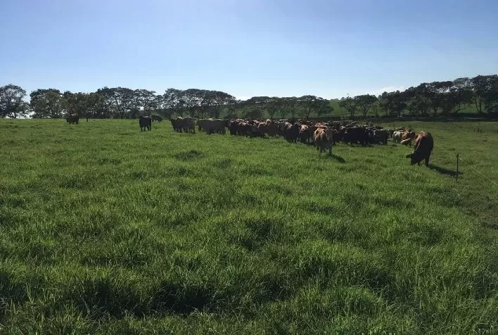 Rivulis promove imersão em pastagem irrigada