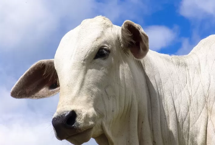 O que são os Probióticos? Saiba como as bactérias boas atuam na substituição de antibióticos na nutrição animal e elevam a qualidade dos alimentos