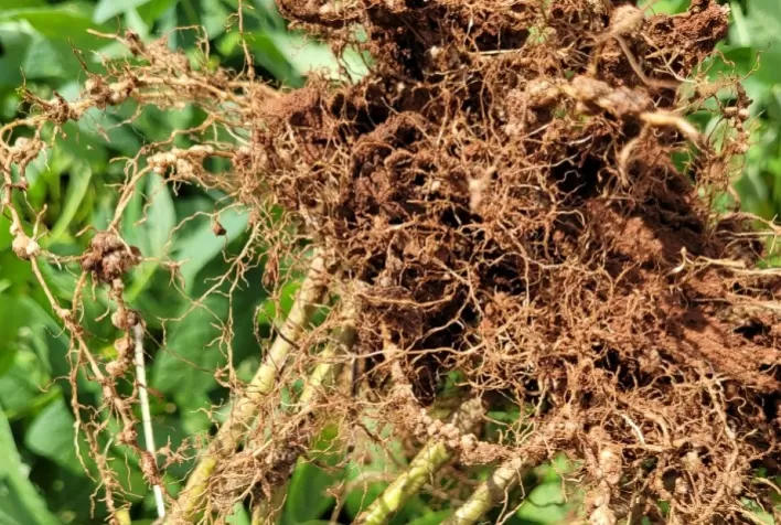 Controlar nematoides exige todas as ferramentas disponíveis