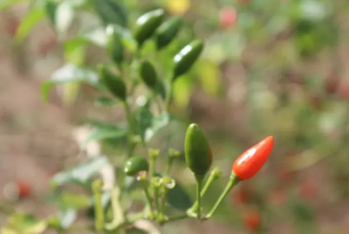 Projeto no Pará mira produção sustentável para combater o aquecimento global e conservar a floresta em pé
