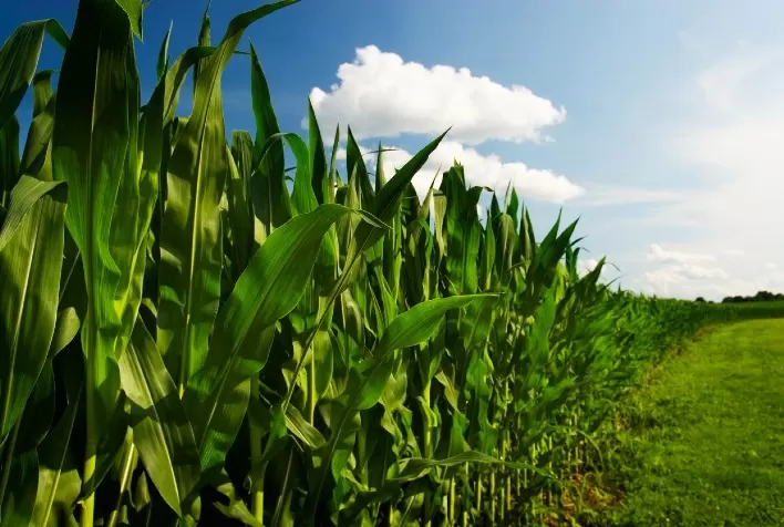 Estudo da Conab aponta influência positiva do clima para o milho segunda safra este mês