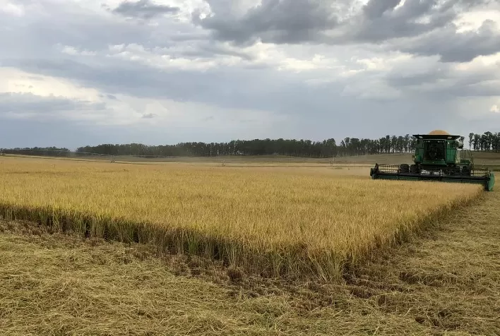 Colheita gaúcha de arroz chega em 91,33%, aponta Irga