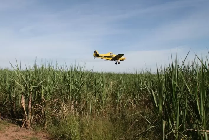 Mercado de agroquímicos teve queda na safra; broca-da-cana impulsiona segmento de inseticidas