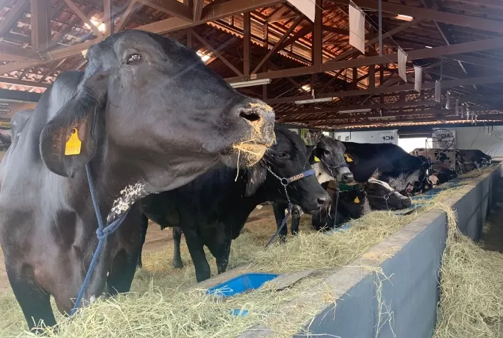 Girolando promove Dia G na estreia na pista da ExpoZebu 2022