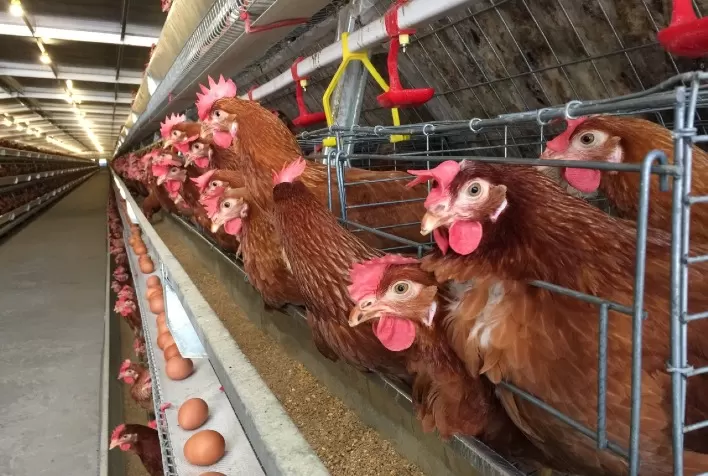 Eubióticos, aditivos naturais que melhoram a saúde intestinal de aves poedeiras