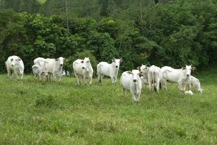 Manejo estratégico ajuda a controlar as verminoses, principais responsáveis pela mortalidade de bovinos