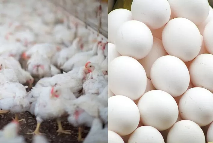 Relação de preços entre frango vivo e ovo nas granjas do interior paulista