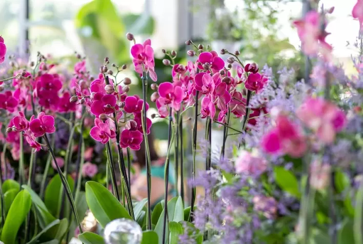 Cooperativa Veiling prevê a comercialização de 20 milhões de unidades de flores no Dia das mães