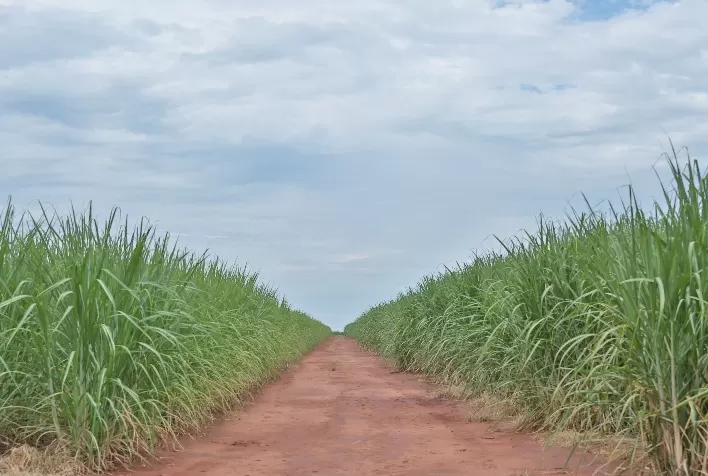 Produtor precisa monitorar condições climáticas para garantir produtividade no canavial