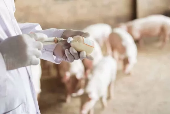 Mais de 120 mil animais foram imunizados contra Peste Suína Clássica em Alagoas