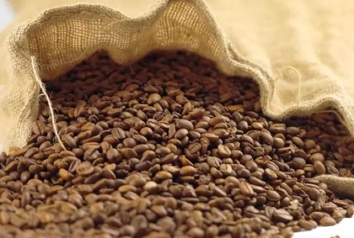Exportação de café de Honduras cai 26,5% em abril