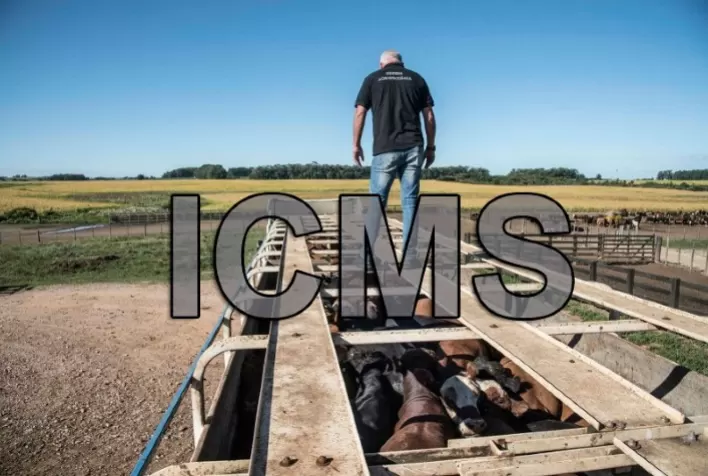 Isenção de ICMS para transporte de gado