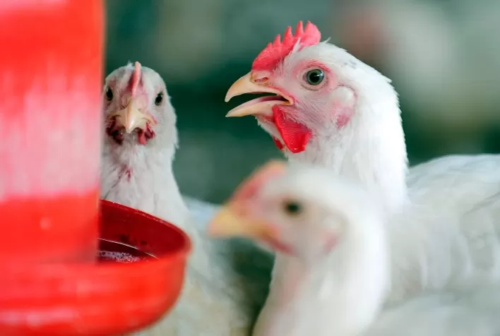 Desempenho do frango (vivo e abatido) na 18ª semana de 2022, primeira do mês de maio