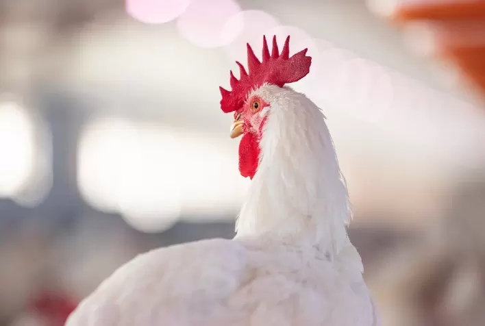 DIA MUNDIAL DO FRANGO
