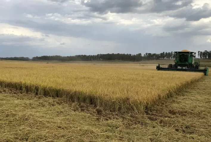 Colheita gaúcha de arroz chega em 92,78%, aponta Irga