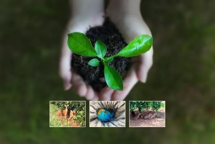 Regulação do mercado de carbono pode fomentar novos negócios no agro