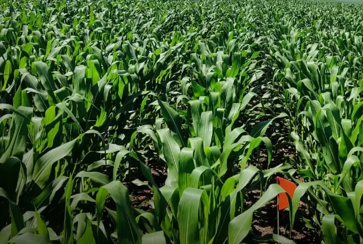 Custos de insumos, instabilidade climática e a produtividade da safrinha do milho. O que o produtor ainda pode fazer para garantir os ganhos
