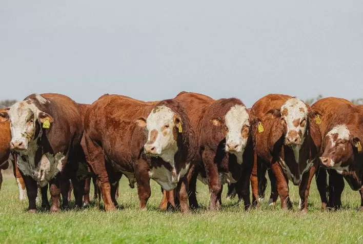 Touros “presidentes” se destacam no mercado de inseminação artificial brasileiro