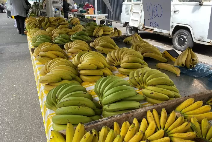 Prevenção a doenças da bananeira movimenta equipe do Mapa em SP
