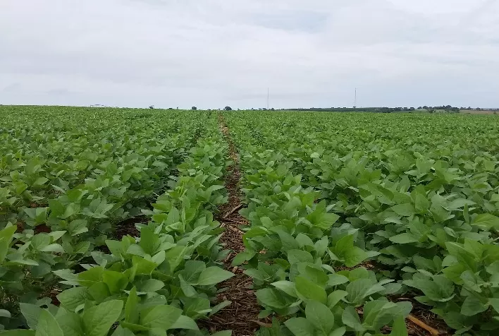 Agricultores ampliam investimento na proteção dos cultivos e área tratada com defensivos agrícolas cresce 12,1% em 2021, informa Sindiveg