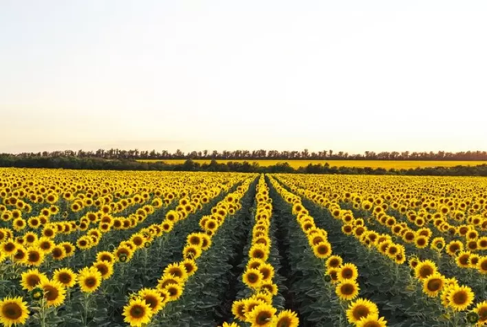 Zoneamento Agrícola do girassol é publicado para a safra 2022/2023