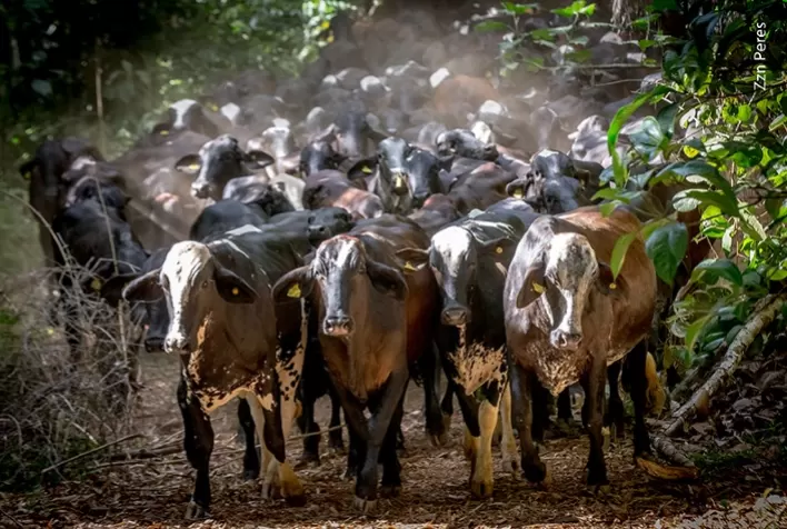 Governo atende CNA e entidades do setor leiteiro e tira tarifa zero para importação de muçarela de fora do Mercosul